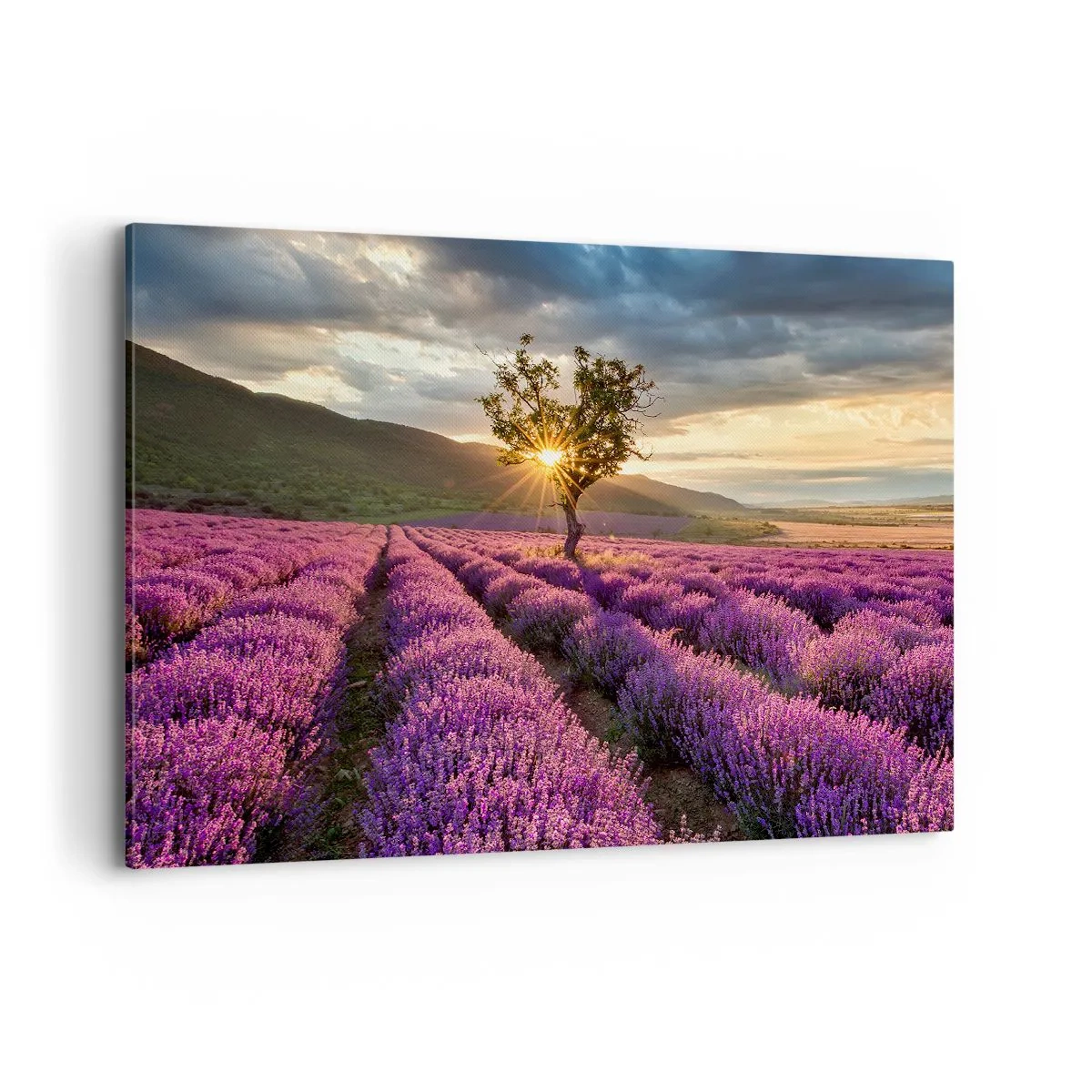 Impression sur toile - Image sur toile - Un champ de lavande avec un arbre solitaire au coucher du soleil - 120x80cm - Arôme de couleur lilas - Décoration murale moderne pour le salon et la chambre ARTTOR