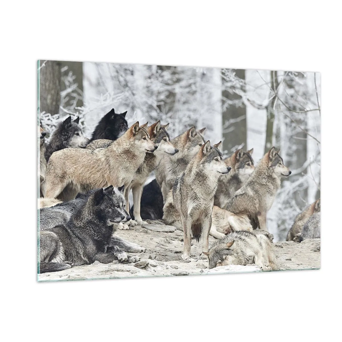 Impression sur verre - Image sur verre - Une meute de loups dans la forêt d'hiver - 120x80cm - Famille et amis - Décoration murale moderne pour le salon et la chambre ARTTOR