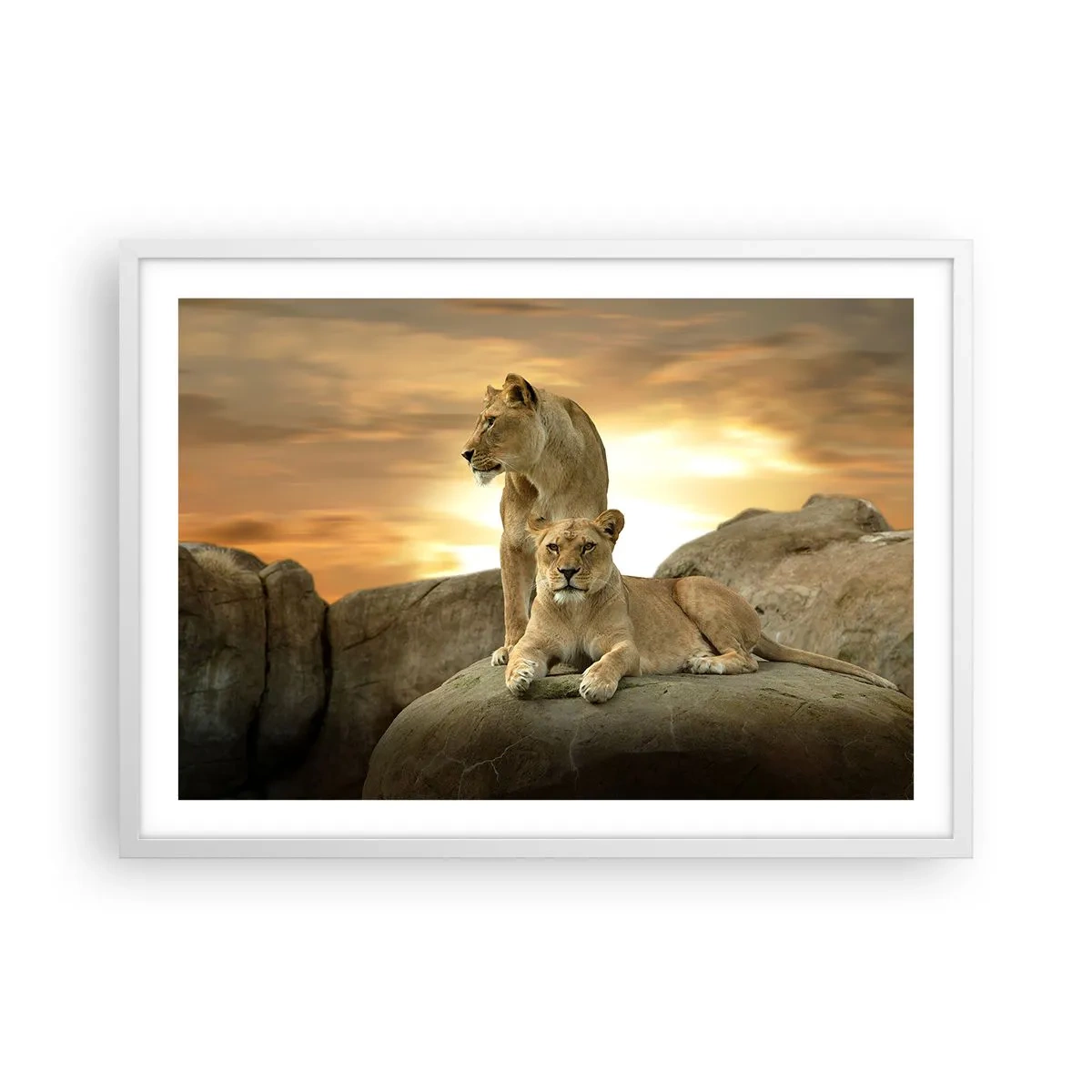 Affiche dans un cadre blanc - Poster - Majesté royale - 70x50 cm