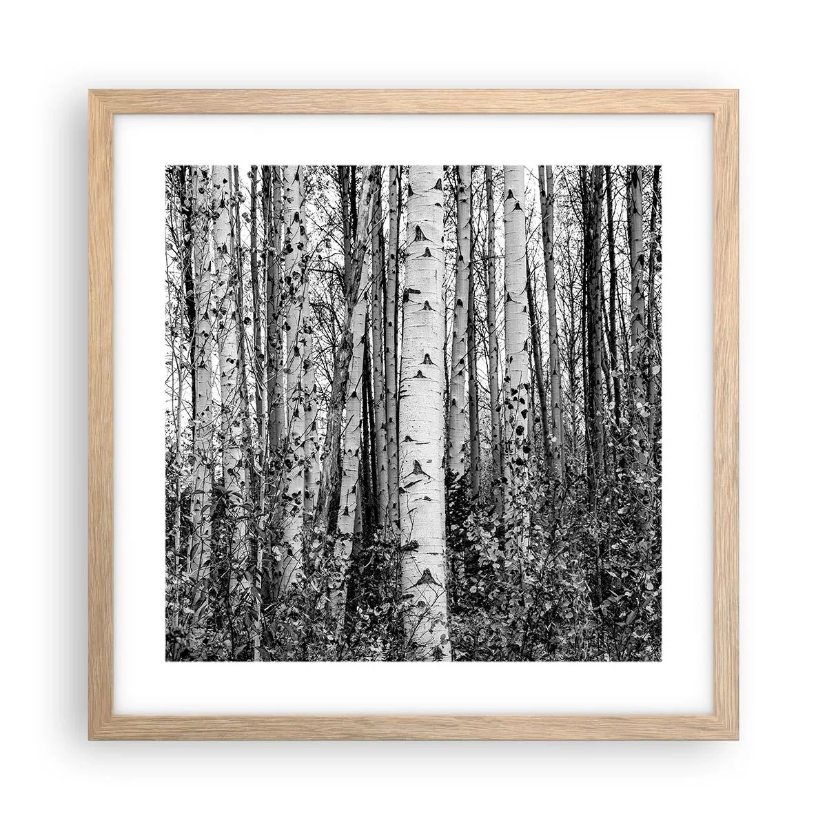 Affiche dans un chêne clair - Poster - Enchevêtrement de bouleau - 40x40 cm