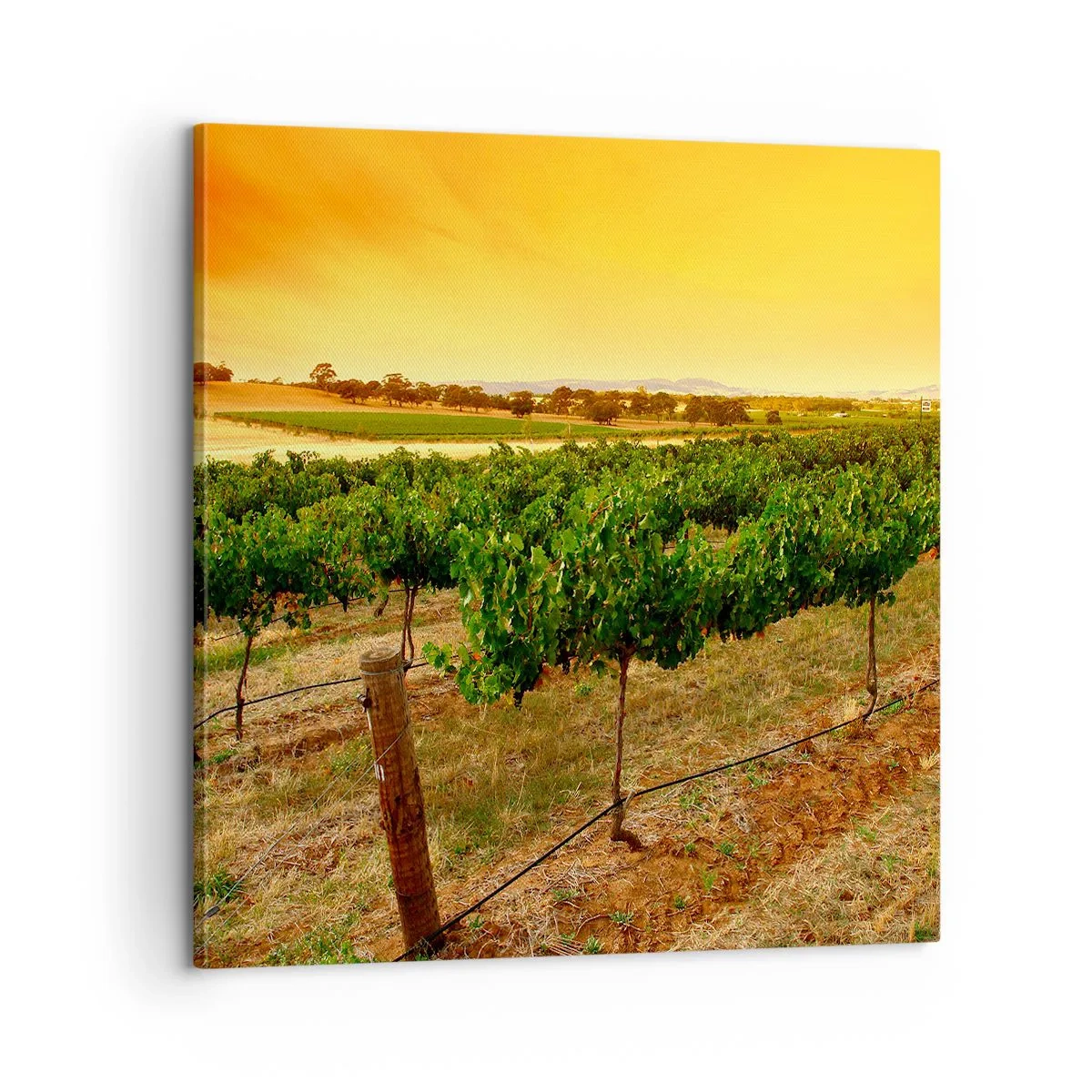 Impression sur toile - Image sur toile - S'abreuver du soleil - 60x60 cm