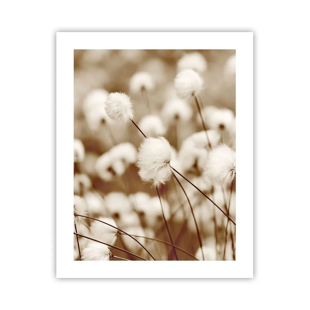 Affiche - Poster - Tige moelleuse - 40x50 cm