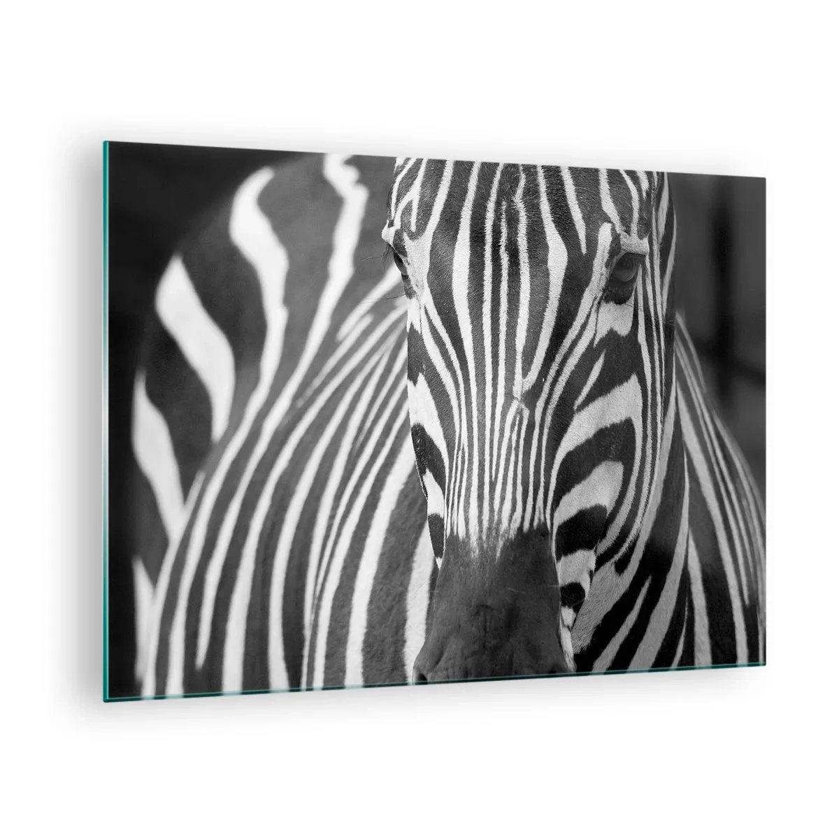 Impression sur verre - Image sur verre - Portrait noir et blanc d'un zèbre avec des rayures visibles - 70x50cm - Le monde est noir et blanc - Décoration murale moderne pour le salon et la chambre ARTTOR