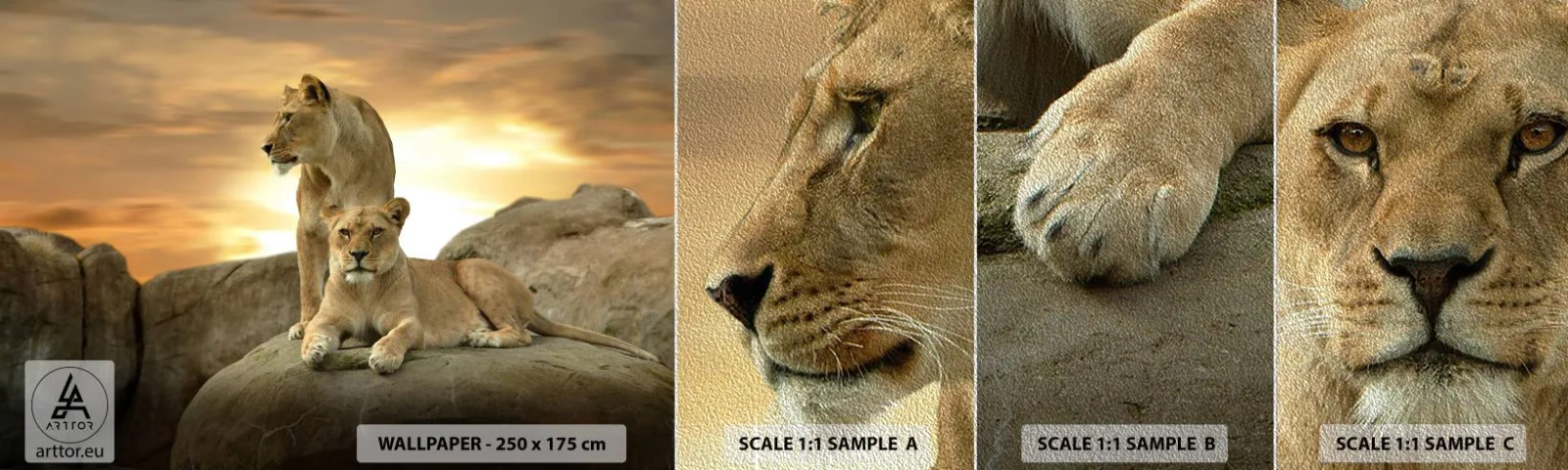 Échantillon de Papier Peint Premium Sand - Majesté royale - Animaux, Lion, Nature - 100x30 cm