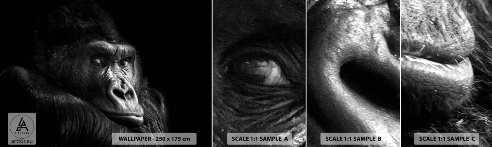 Échantillon de Papier Peint Autocollant Deluxe Sticker - Et qu'est-ce que tu regardes? - Singe, Gorille, Animaux - 100x30 cm