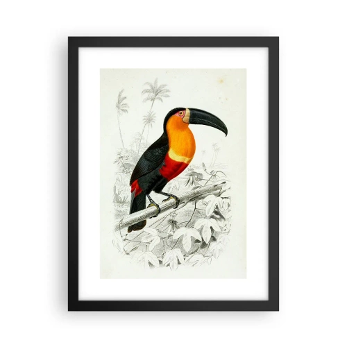 Affiche dans un cadre noir - Poster - Couleurs des oiseaux - 30x40 cm