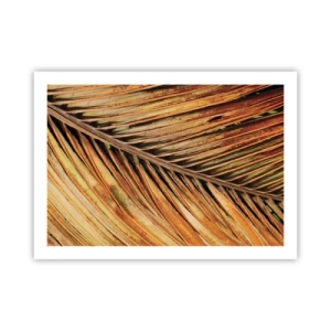 Affiche - Poster - Or de noix de coco - 70x50 cm