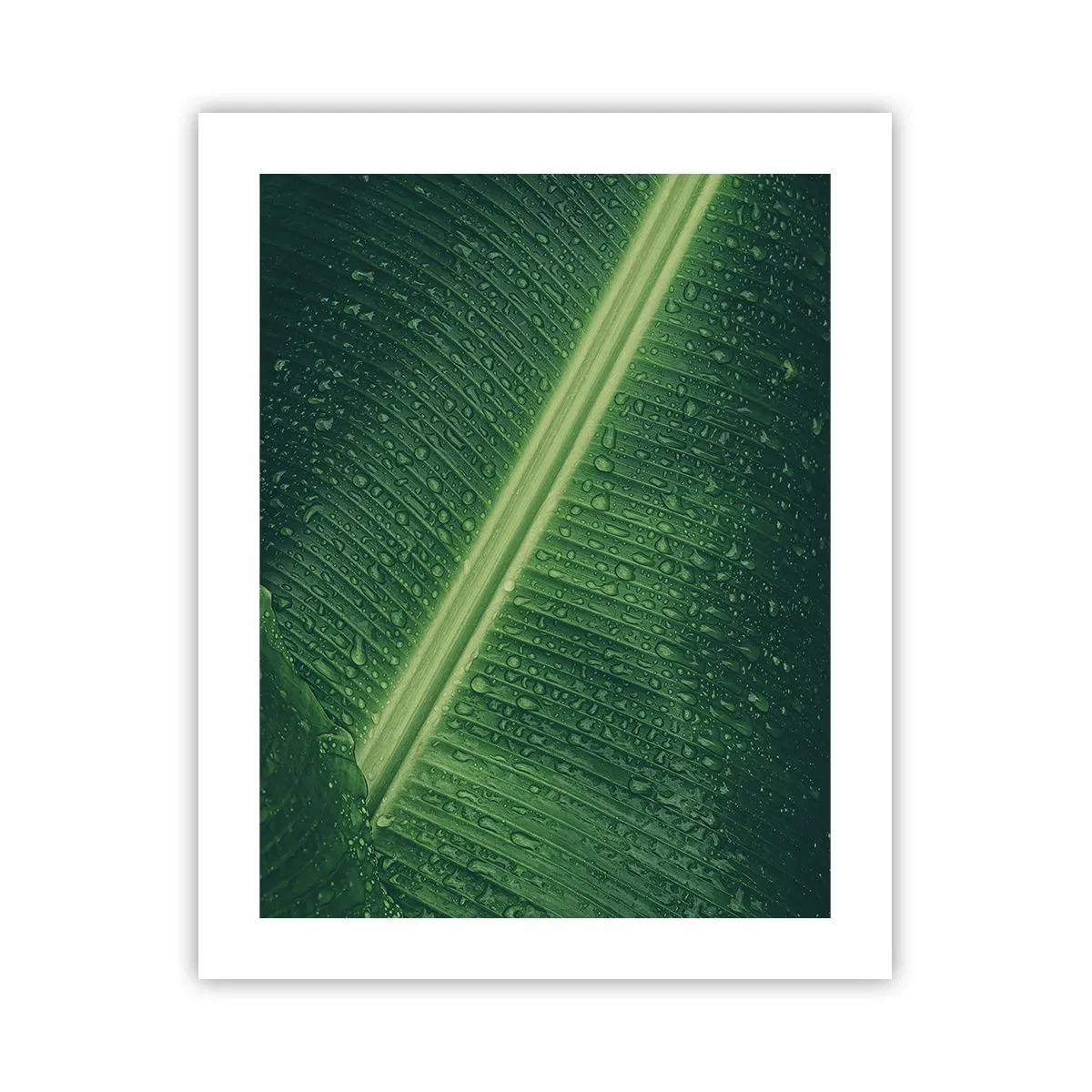 Affiche - Poster - Structure de vert - 40x50 cm