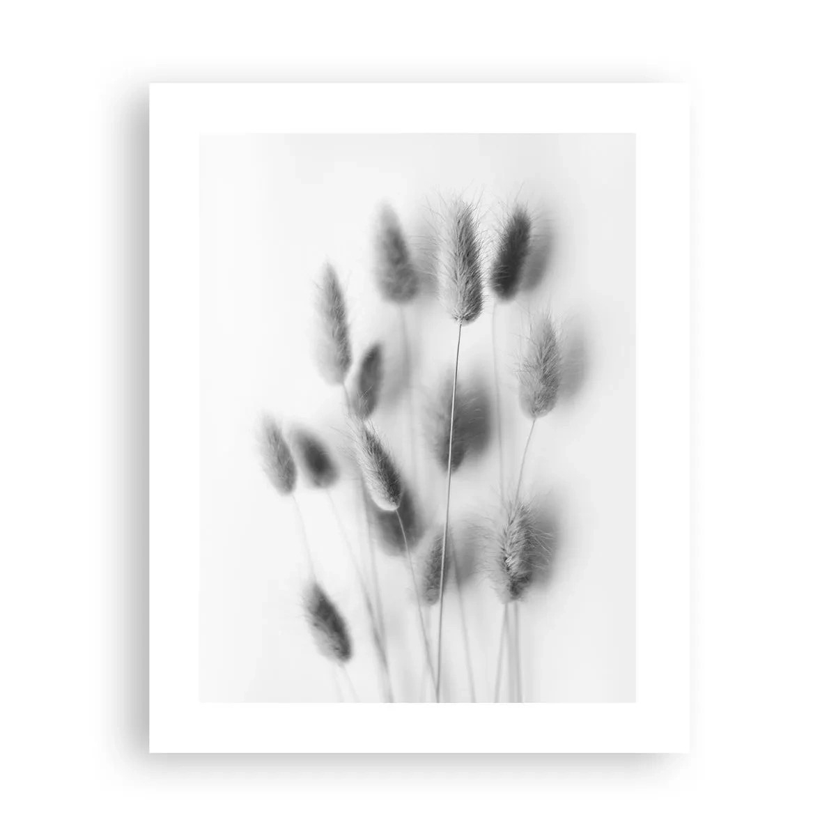 Affiche - Poster - Son herbe duveteuse - 40x50 cm
