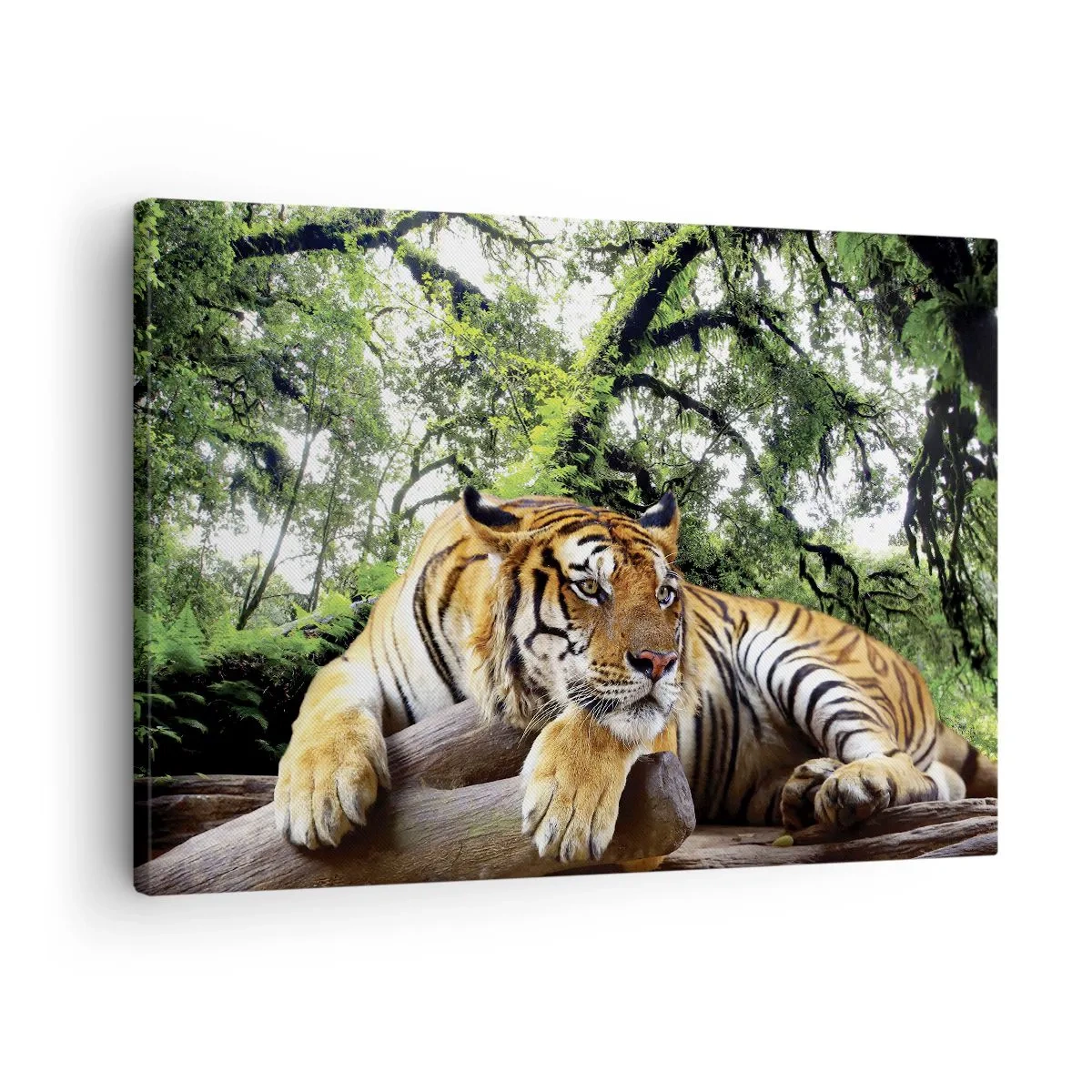 Impression sur toile - Image sur toile - Un tigre se reposant dans une forêt tropicale - 70x50cm - Cordialement - Décoration murale moderne pour le salon et la chambre ARTTOR