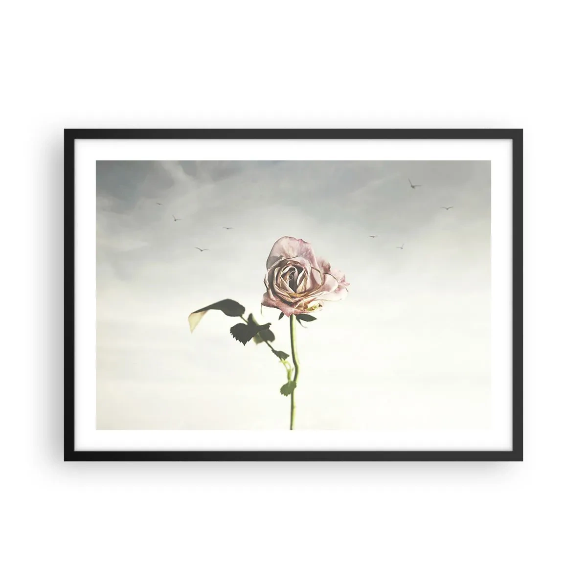 Affiche dans un cadre noir - Poster - Une rose délicate contre un ciel lumineux avec des oiseaux en vol - 70x50cm - Bonjour de printemps - Décoration murale moderne pour le salon et la chambre ARTTOR