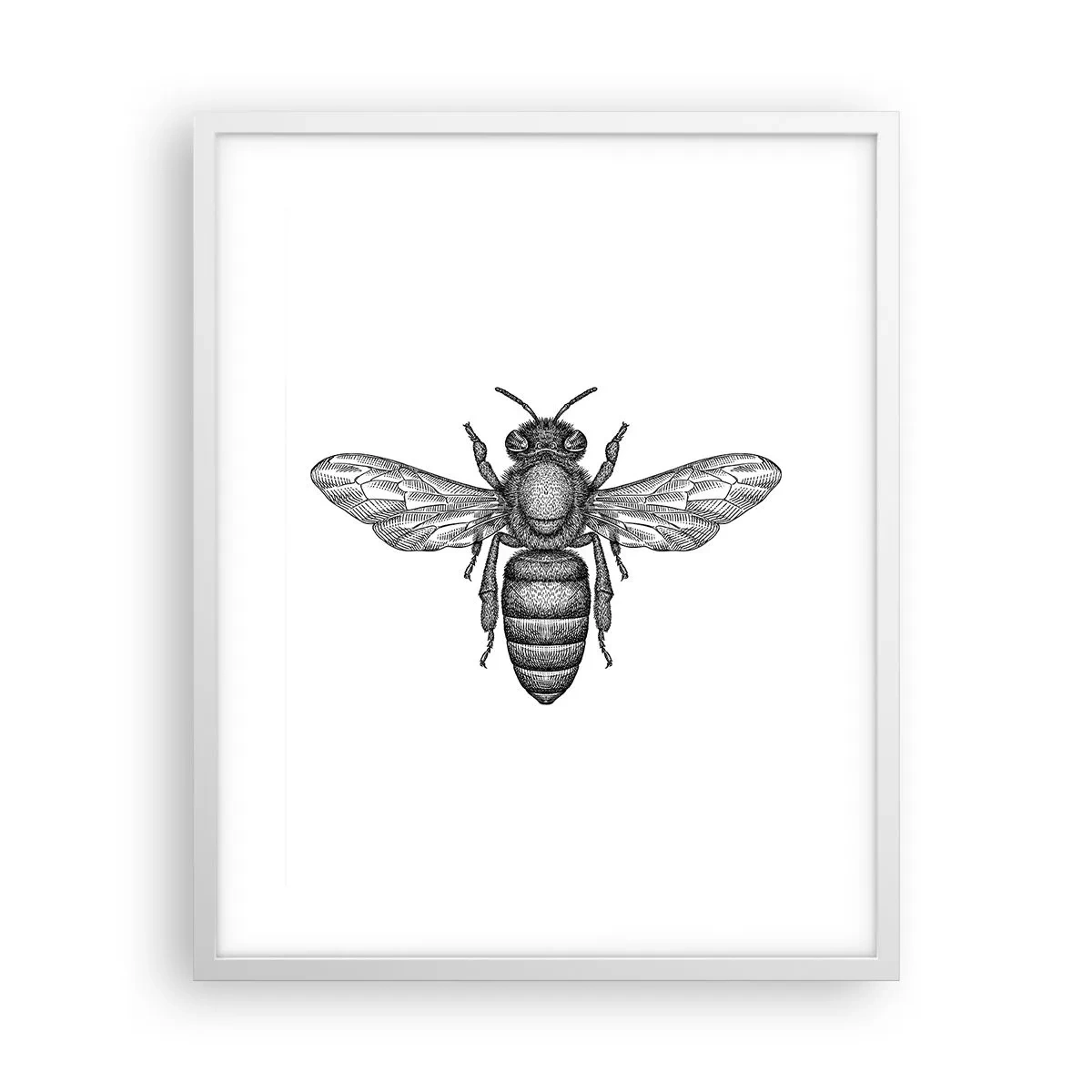 Affiche dans un cadre blanc - Poster - Portrait d'insecte - 40x50 cm
