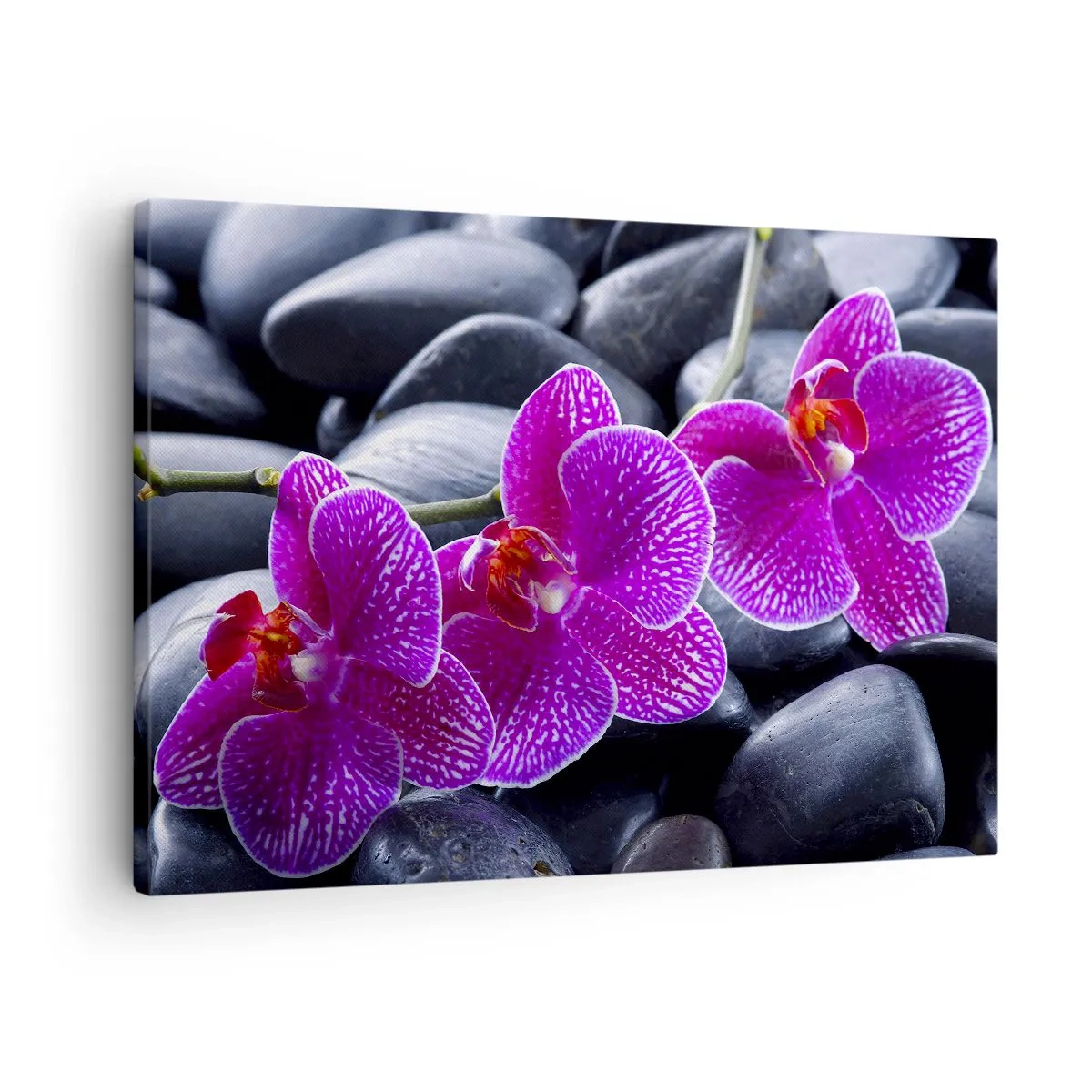 Impression sur toile - Image sur toile - Orchidées violettes sur fond de pierres noires - 70x50cm - Les pierres brillaient de joie - Décoration murale moderne pour le salon et la chambre ARTTOR