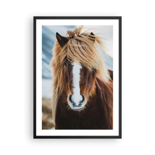 Affiche dans un cadre noir - Poster - Gros plan d'un cheval islandais avec une crinière flottante sur un fond naturel. - 50x70cm - Sentez-vous la liberté ? - Décoration murale moderne pour le salon et la chambre ARTTOR