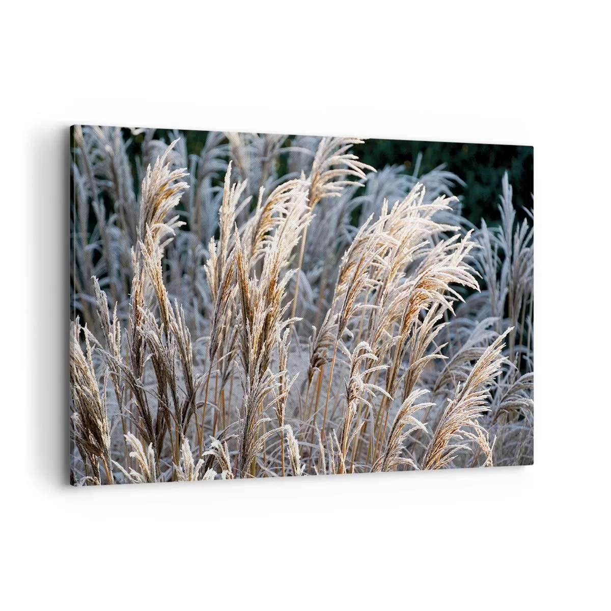 Impression sur toile - Image sur toile - Brins d'herbe d'hiver recouverts de givre sur un fond vert foncé - 120x80cm - Habillé de givre - Décoration murale moderne pour le salon et la chambre ARTTOR