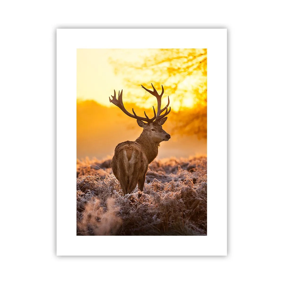 Affiche - Poster - Roi de la forêt automnal - 30x40 cm