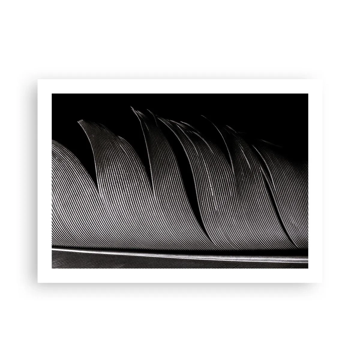 Affiche - Poster - La plume – un design magnifique - 70x50 cm