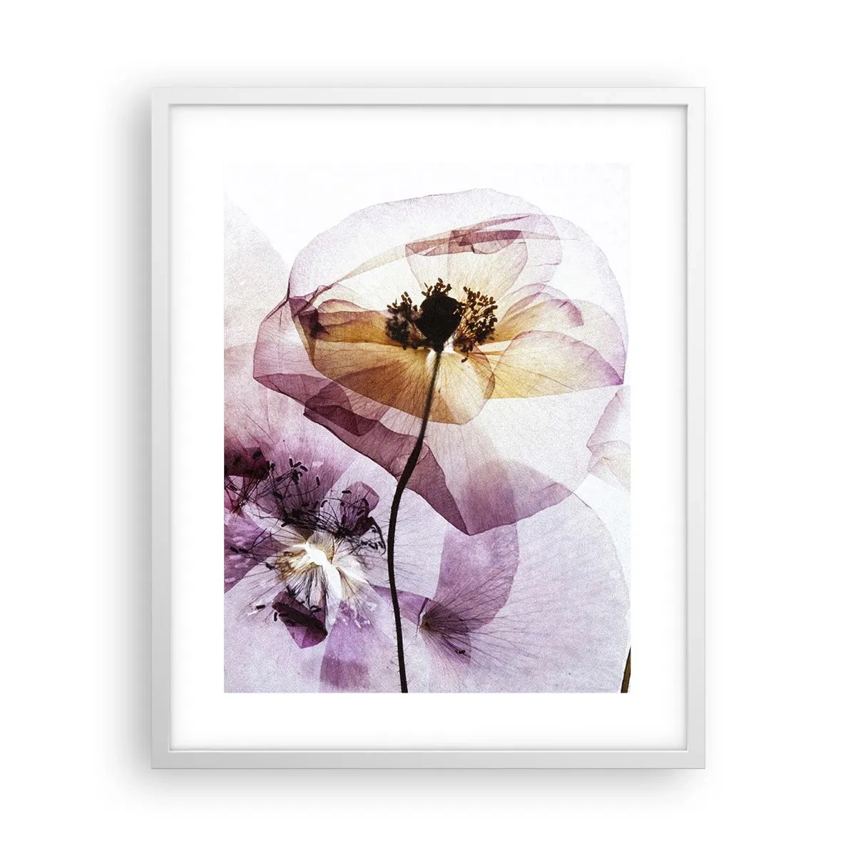 Affiche dans un cadre blanc - Poster - Corps de fleurs transparente - 40x50 cm