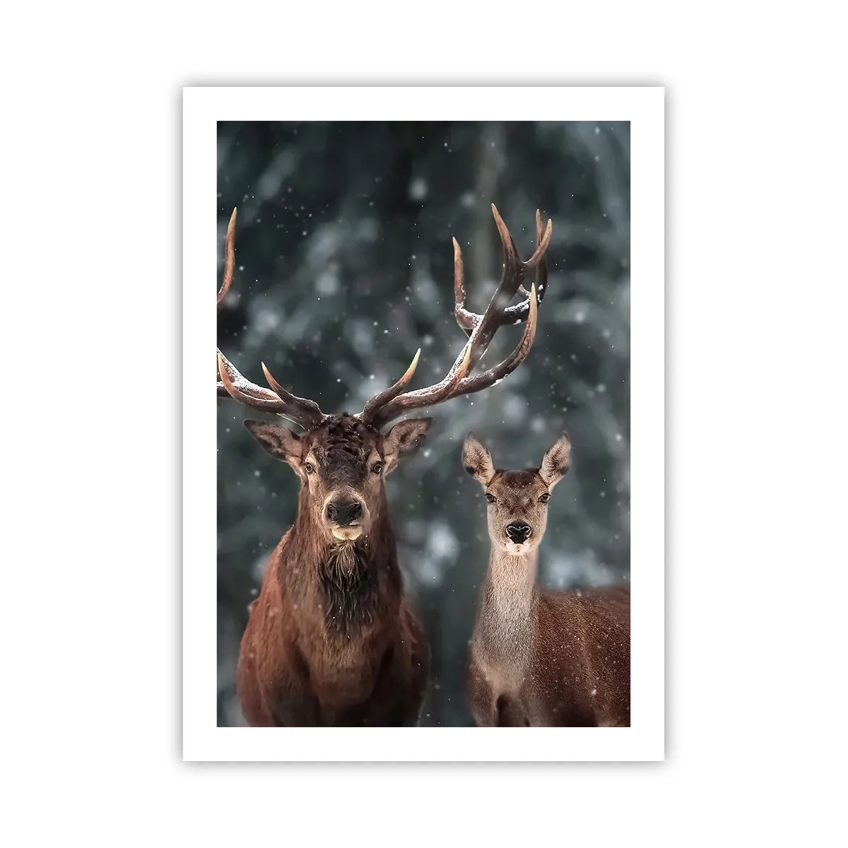 Affiche - Poster - Un couple de cerfs sur fond de forêt hivernale - 50x70cm - Le roi de la forêt avec sa femme - Décoration murale moderne pour le salon et la chambre ARTTOR