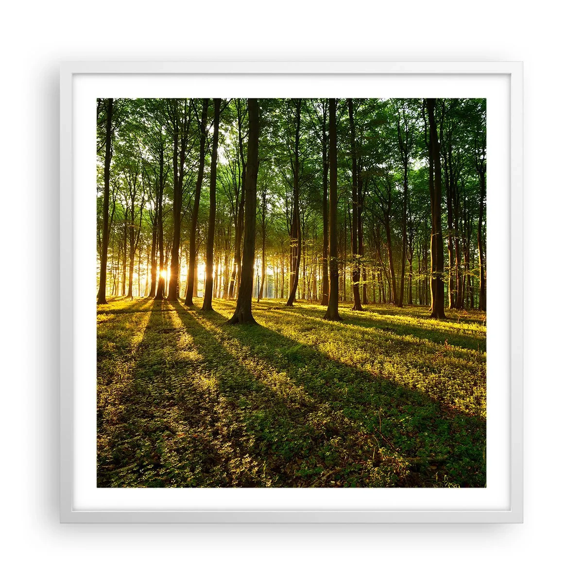 Affiche dans un cadre blanc - Poster - Toutes les photographies de printemps - 60x60 cm