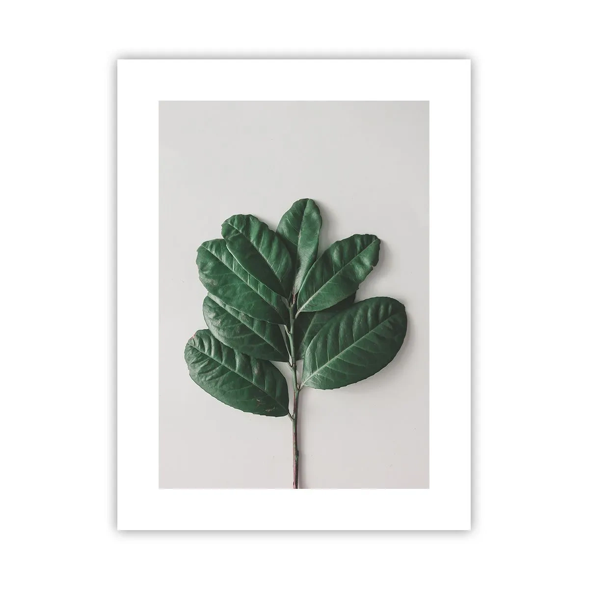 Affiche - Poster - Dessin de la nature elle-même - 30x40 cm