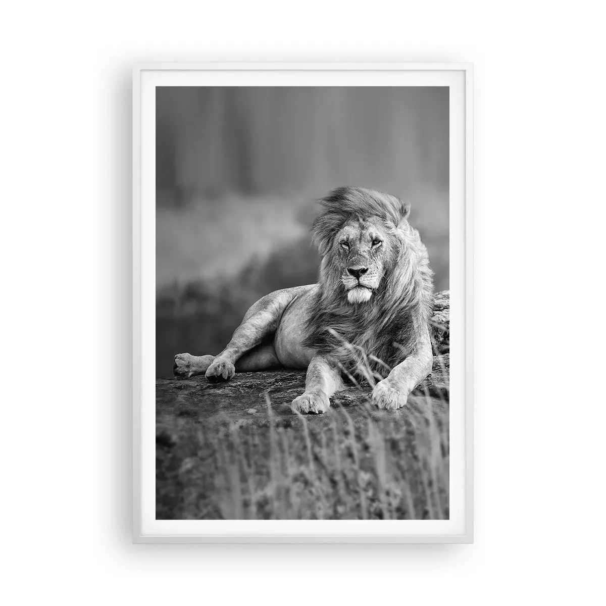 Affiche dans un cadre blanc - Poster - Sieste royale - 70x100 cm