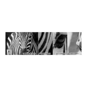 Échantillon de Papier Peint Premium Canvas - Le monde est noir et blanc - Animaux, Côtes, Noir et blanc - 100x30 cm