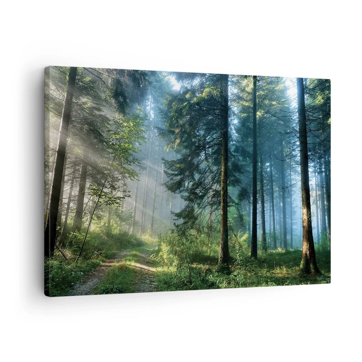 Impression sur toile - Image sur toile - Un chemin forestier illuminé par les rayons du soleil du matin - 70x50cm - Rayonnant le matin - Décoration murale moderne pour le salon et la chambre ARTTOR