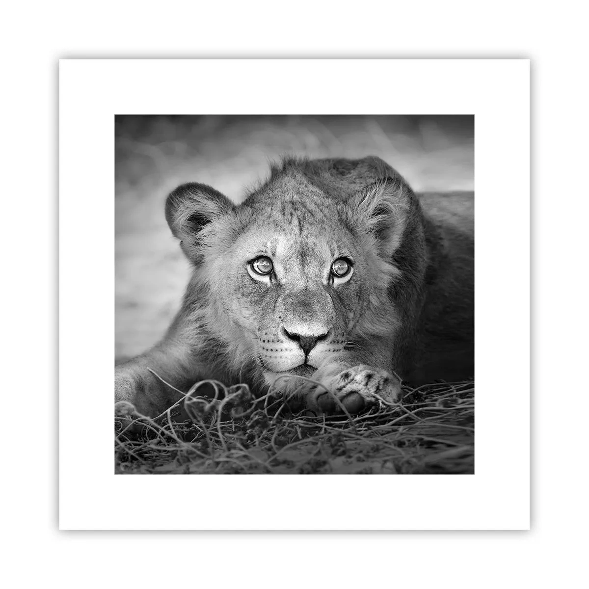 Affiche - Poster - Chiot royal - 30x30 cm