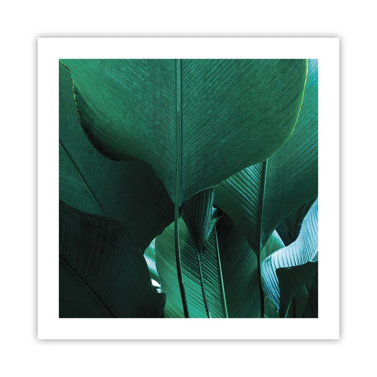 Affiche - Poster - Tourné vers la lumière - 50x50 cm