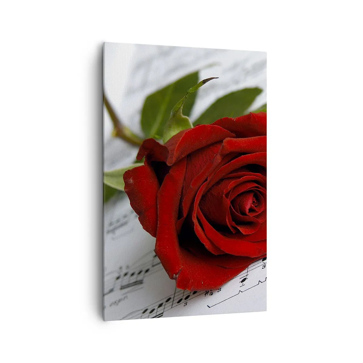 Impression sur toile - Image sur toile - Une rose rouge sur fond de notes de musique sur papier blanc. - 80x120cm - Musique des sentiments en écarlate - Décoration murale moderne pour le salon et la chambre ARTTOR