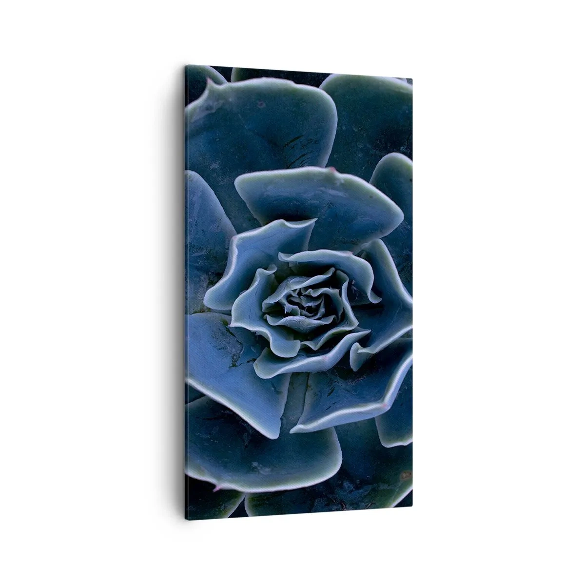 Impression sur toile - Image sur toile - Fleur du désert - 45x80 cm