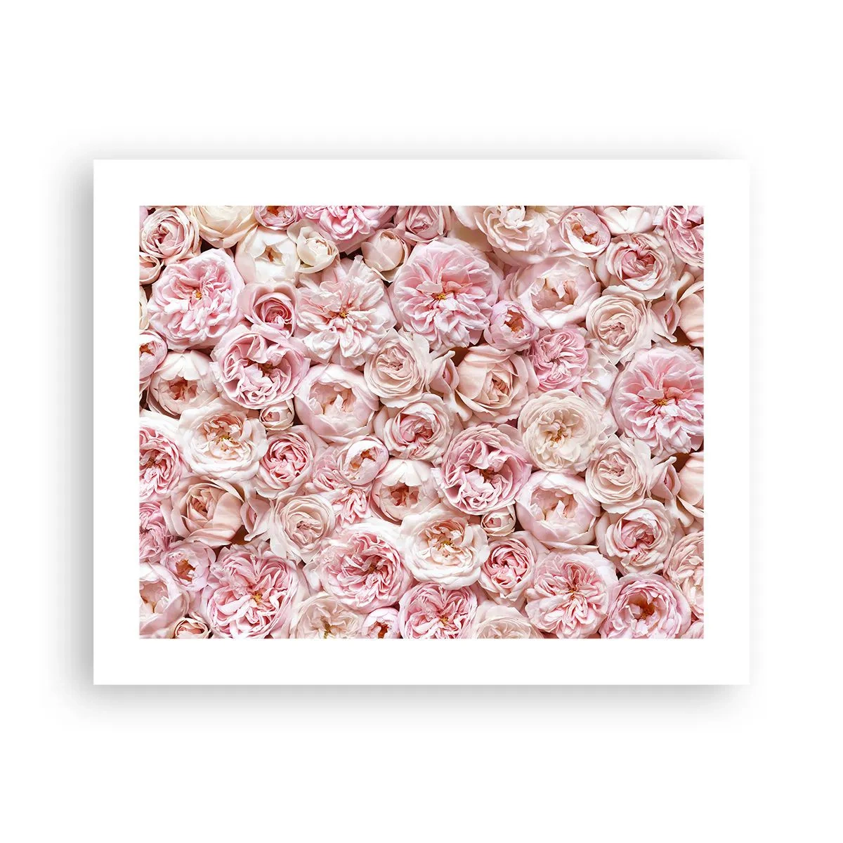 Affiche - Poster - Un lit de roses - 50x40 cm
