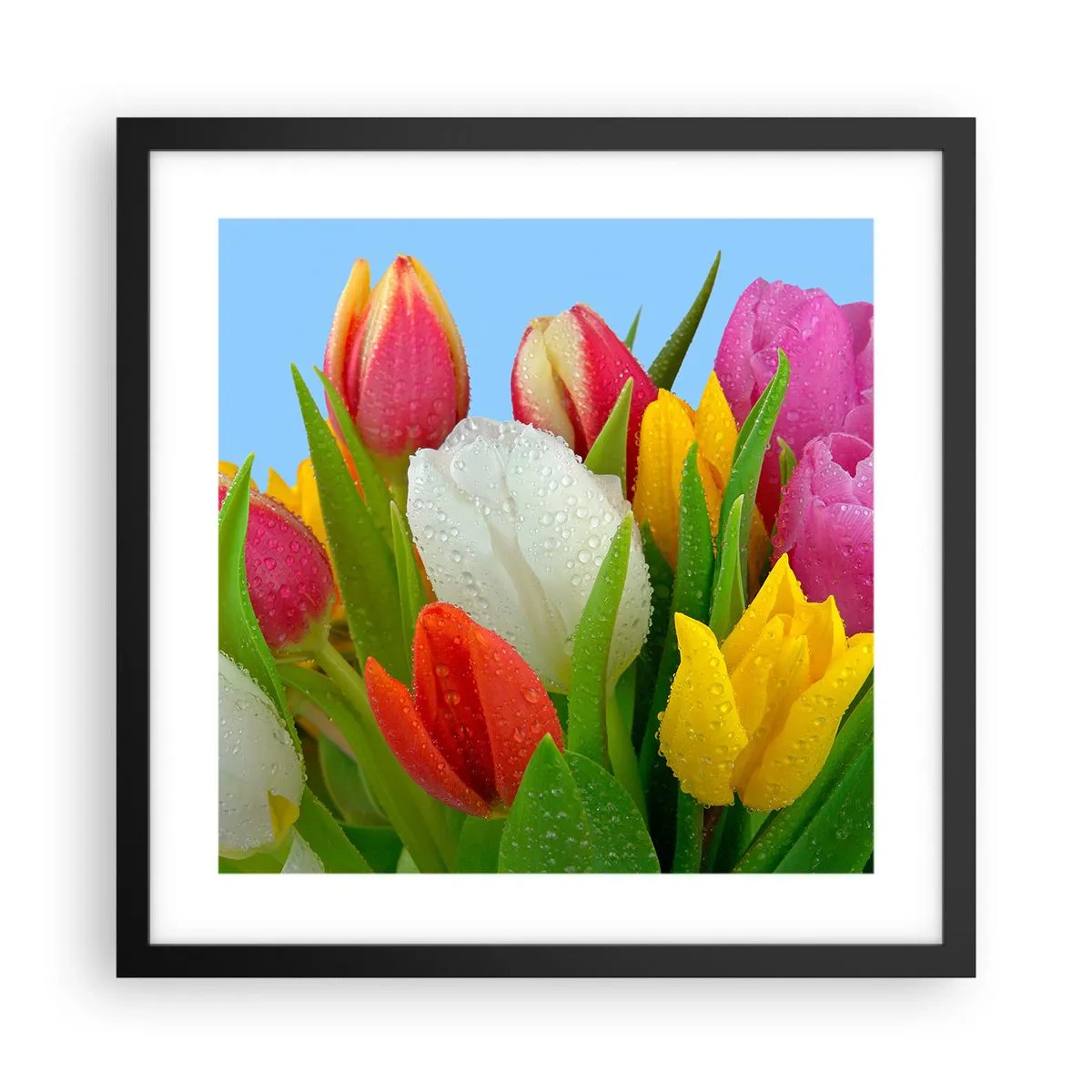 Affiche dans un cadre noir - Poster - Un arc-en-ciel fleuri en gouttes de rosée - 40x40 cm