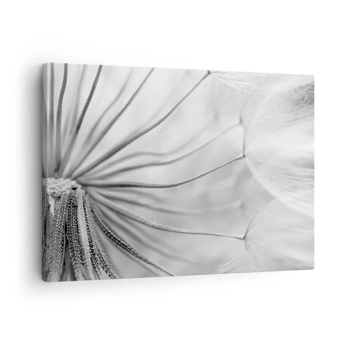 Impression sur toile - Image sur toile - Aigrette avant son envol - 70x50 cm