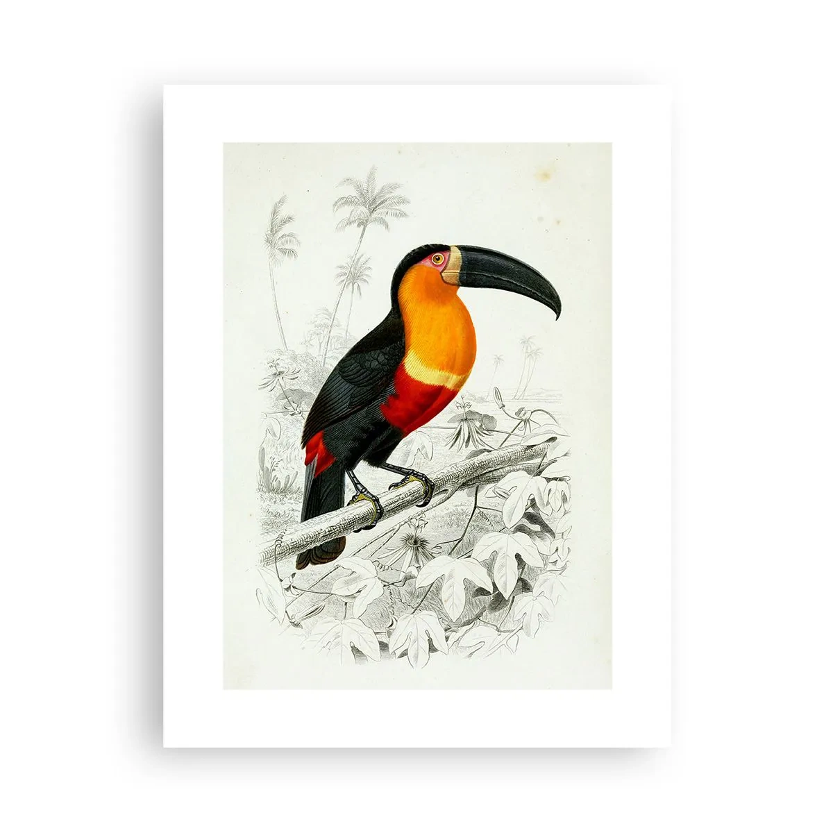 Affiche - Poster - Couleurs des oiseaux - 30x40 cm