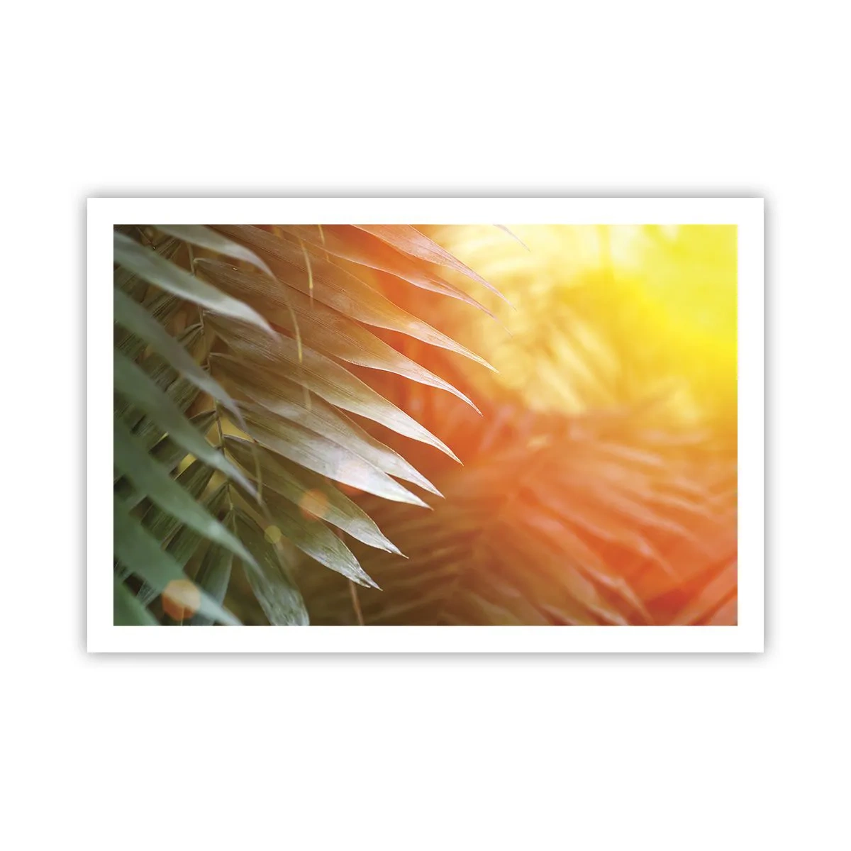 Affiche - Poster - Matinée dans la jungle - 91x61 cm