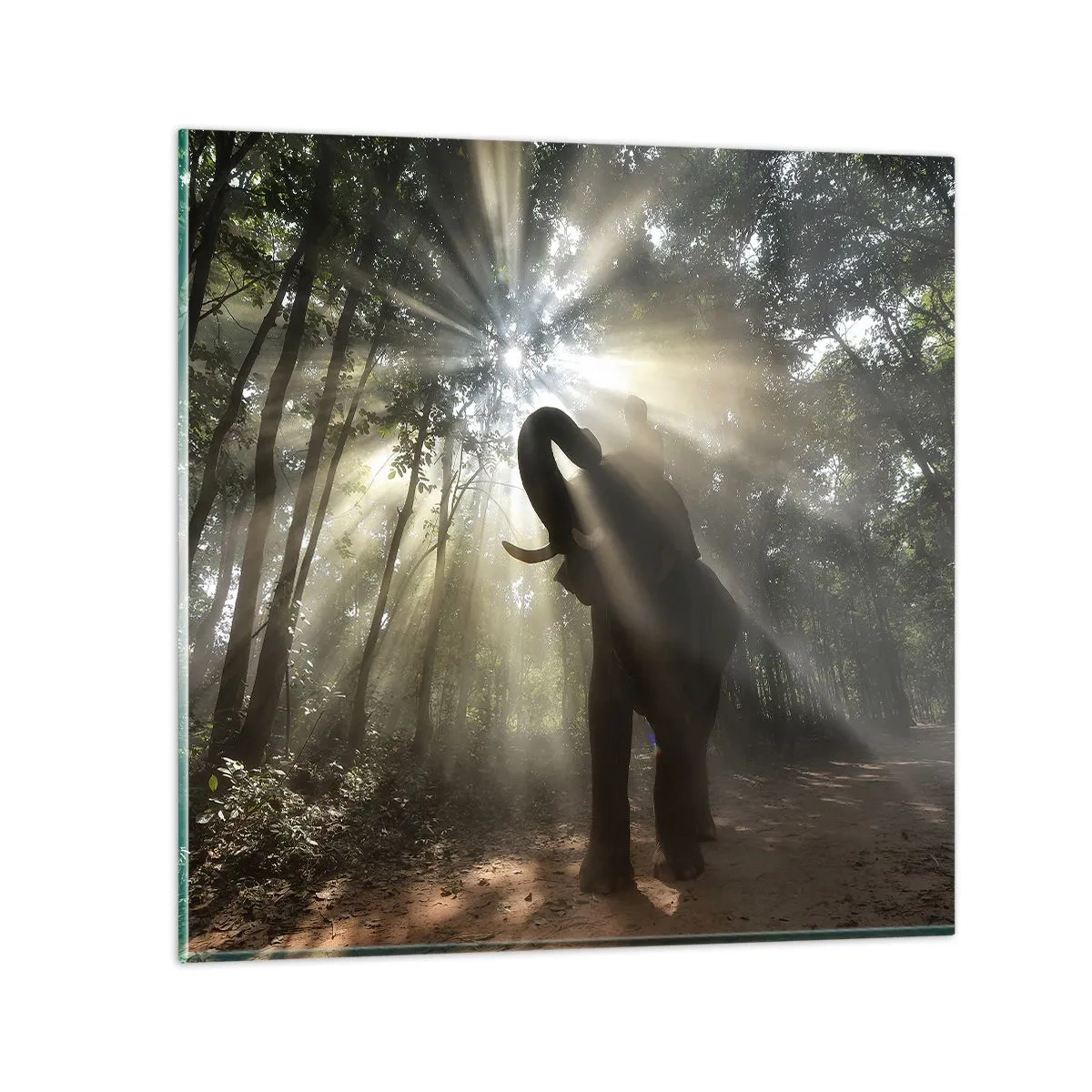 Impression sur verre - Image sur verre - Sous la bonne étoile - 30x30 cm