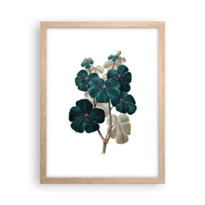 Affiche dans un chêne clair - Poster - De l'ancien herbier - 30x40 cm