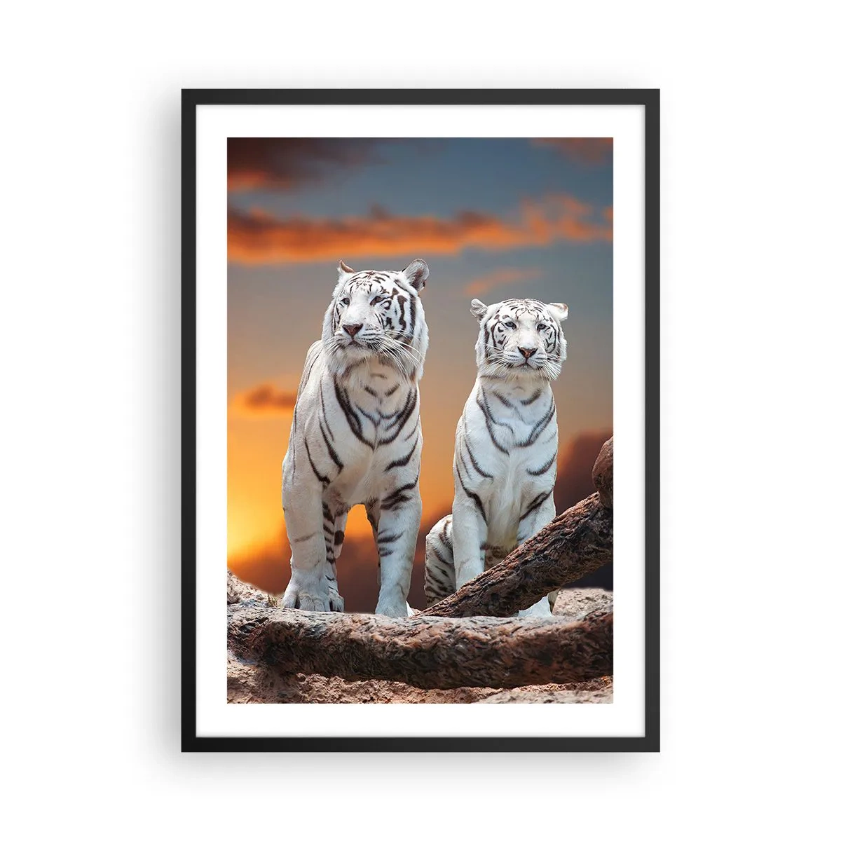 Affiche dans un cadre noir - Poster - Tigres blancs contre le soleil couchant - 50x70cm - Tout comme à Narnia - Décoration murale moderne pour le salon et la chambre ARTTOR