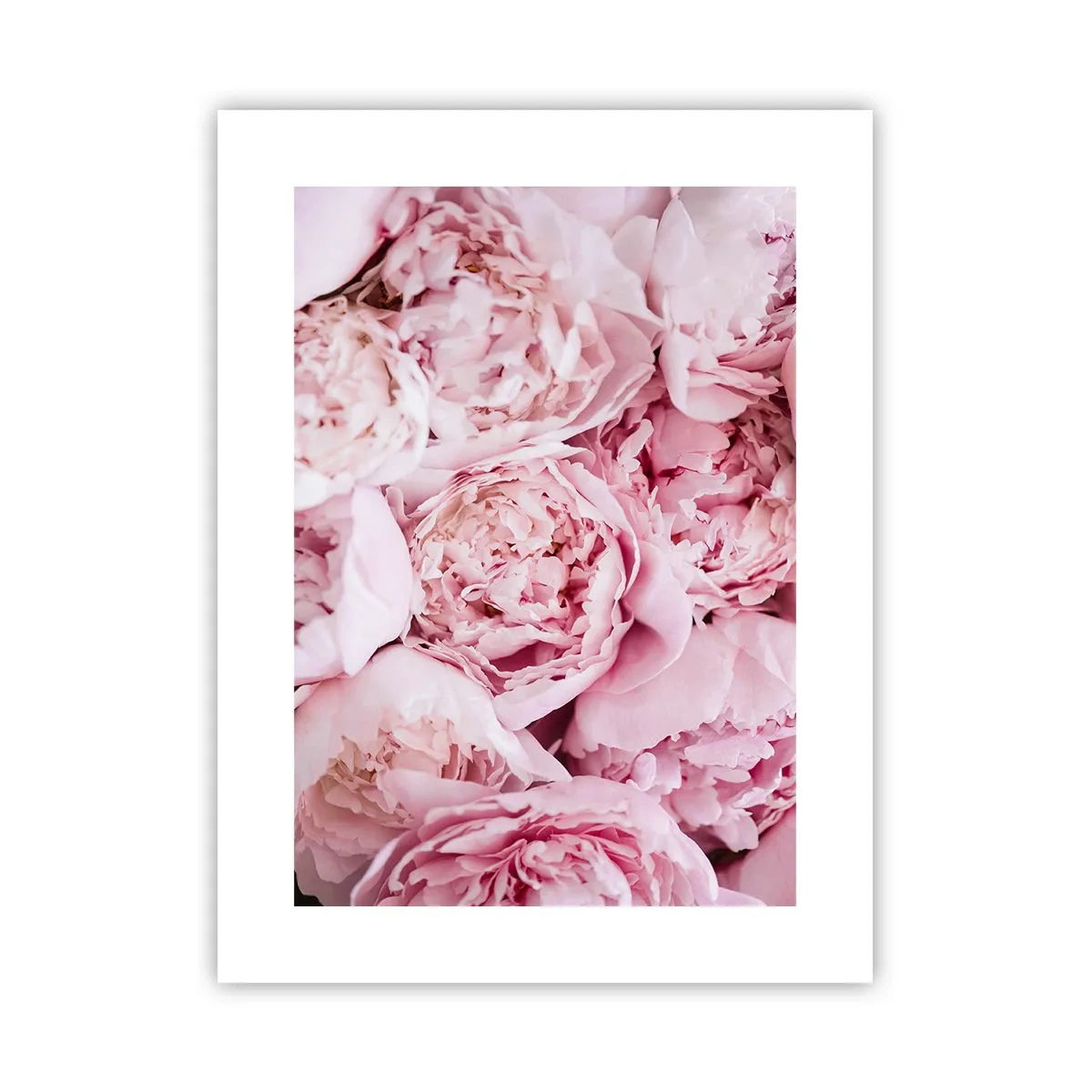 Affiche - Poster - Caliné et parfumé - 30x40 cm