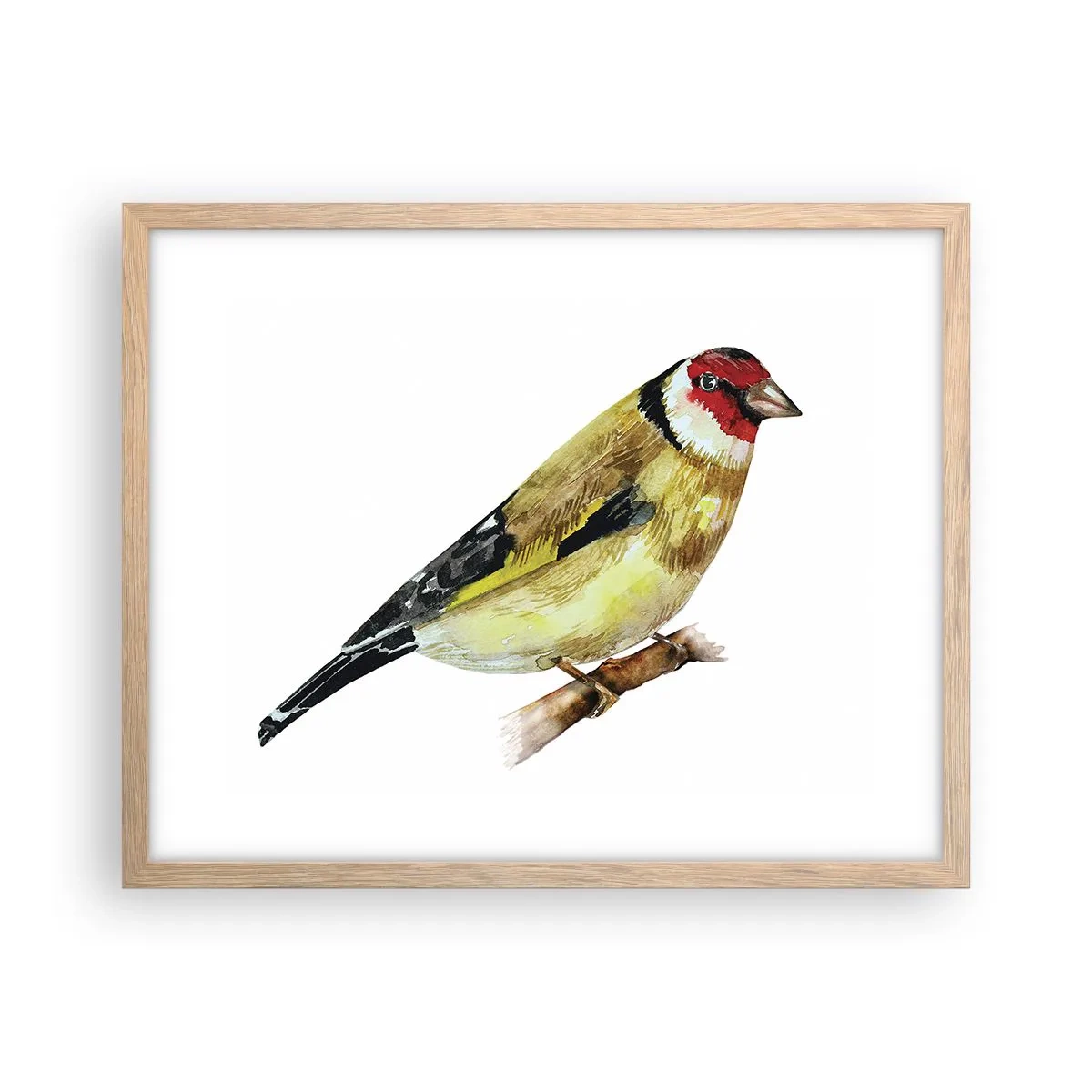 Affiche dans un chêne clair - Poster - Portrait d'oiseau - 50x40 cm