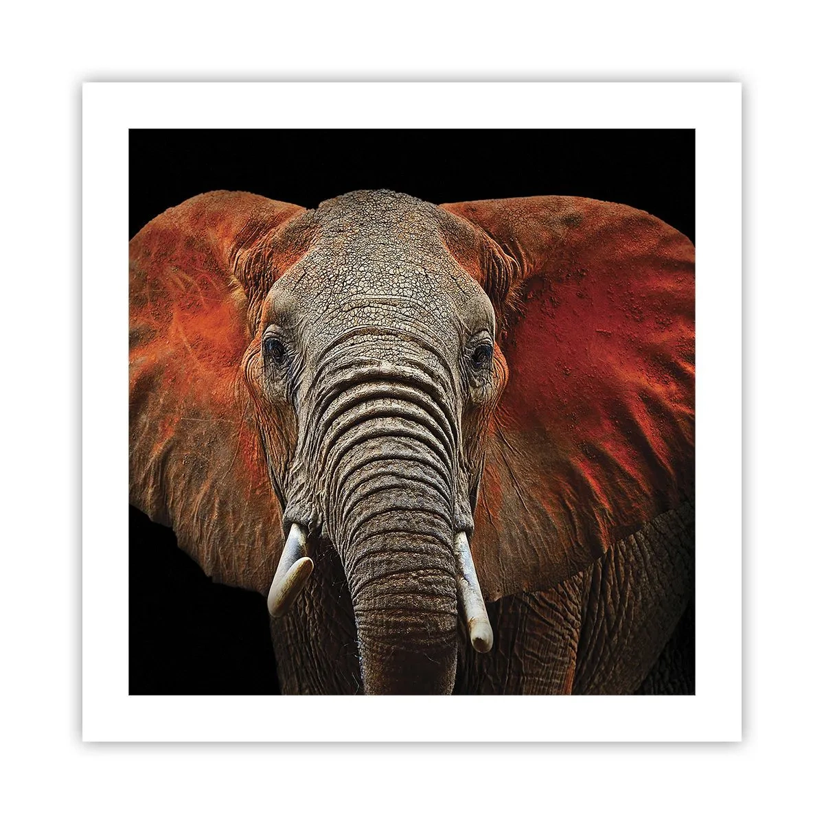 Affiche - Poster - Je suis sauvage, et toi? - 50x50 cm