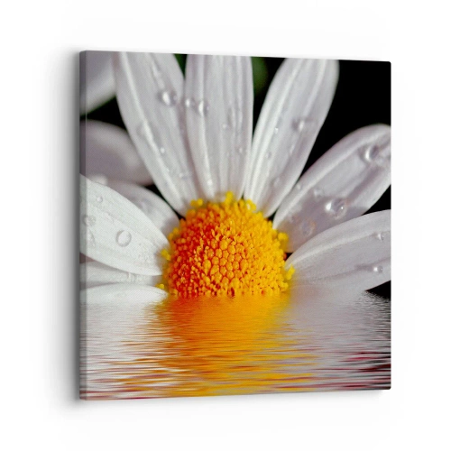 Impression sur toile - Image sur toile - Le soleil levant des marguerites - 30x30 cm