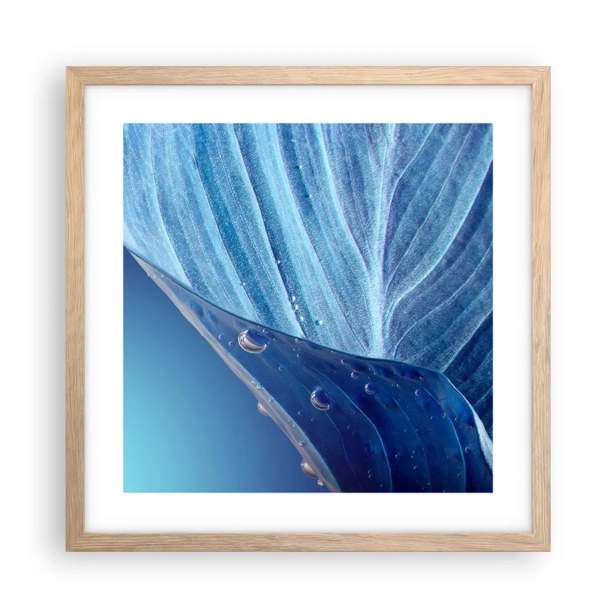 Affiche dans un chêne clair - Poster - Gouttes cachées du bleu - 40x40 cm