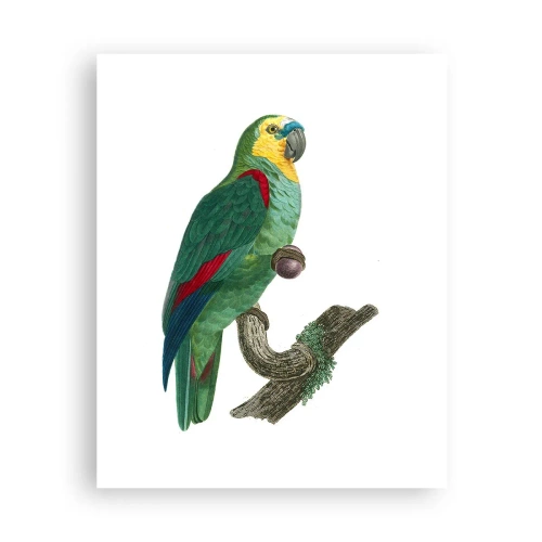 Affiche - Poster - Portrait de perroquet - 40x50 cm