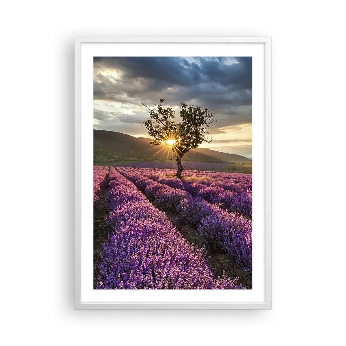 Affiche dans un cadre blanc - Poster - Arôme de couleur lilas - 50x70 cm