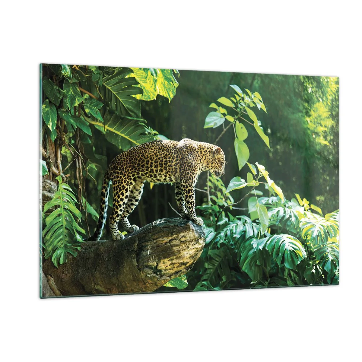 Impression sur verre - Image sur verre - Léopard sur un rocher dans la jungle tropicale - 120x80cm - À la chasse? - Décoration murale moderne pour le salon et la chambre ARTTOR