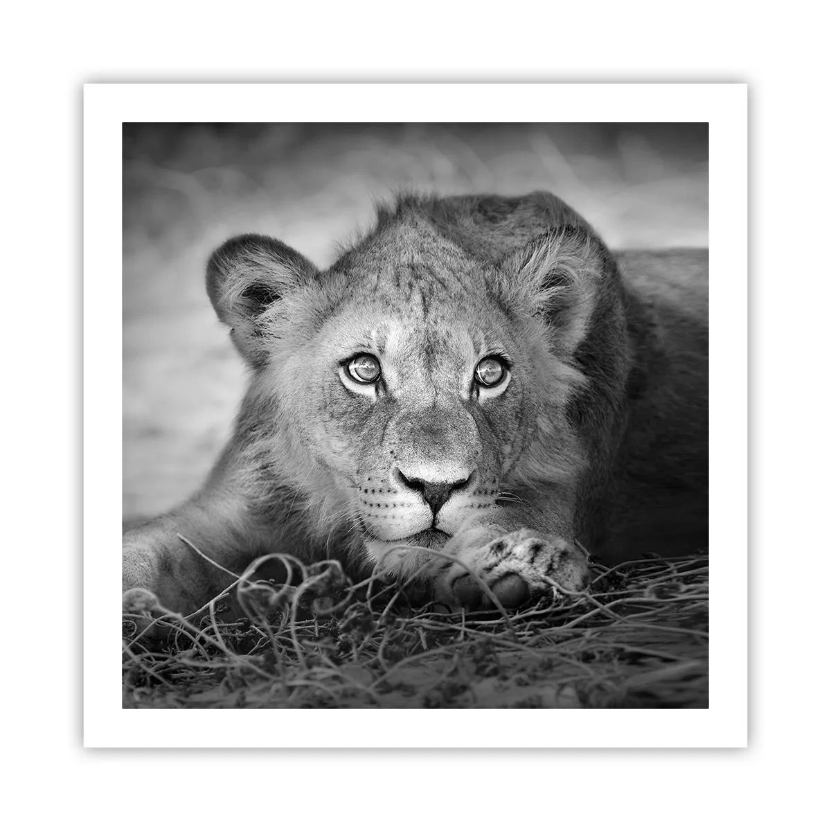 Affiche - Poster - Chiot royal - 60x60 cm