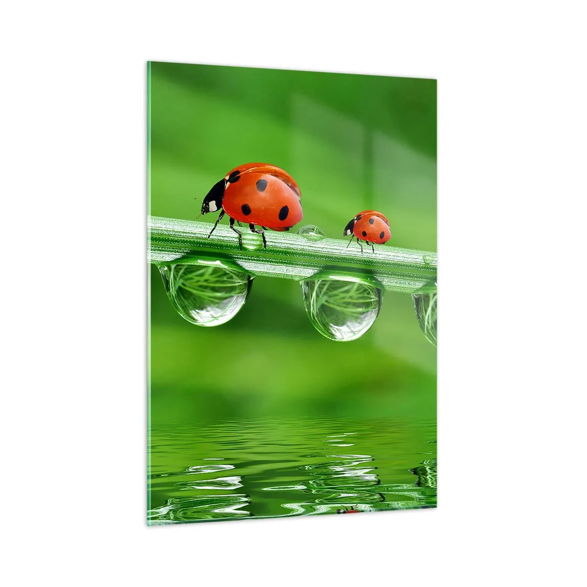 Impression sur verre - Image sur verre - Coccinelles sur un brin d'herbe avec des gouttes de rosée et un reflet dans l'eau - 50x70cm - Sur la route tout l'été - Décoration murale moderne pour le salon et la chambre ARTTOR